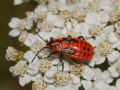 Spilostethus saxatilis